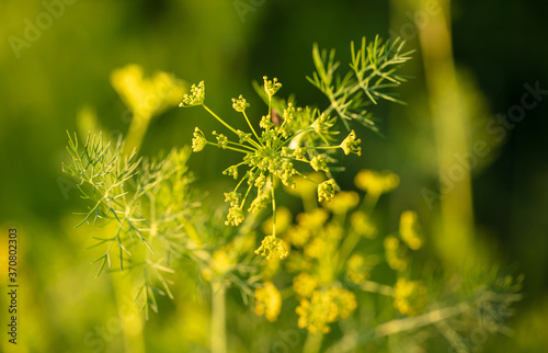 Flowers on dill in the garden.