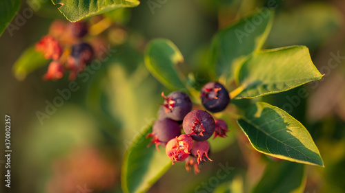 Amelanchier berries in a vegetable garden at sunset.
