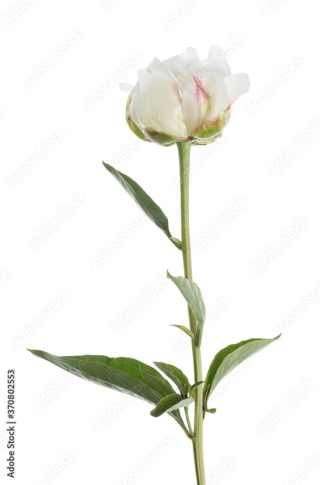 Beautiful fragrant peony flower isolated on white Beautiful fragrant peony flower isolated on white
