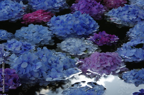 水面に咲く紫陽花