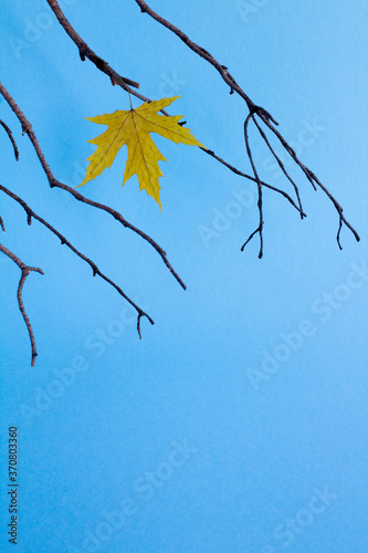 Autumn composition. Dry leaf on tree breanches. Location vertical. photo