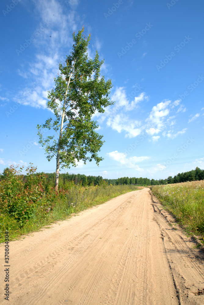 Birch Tree and Rural Road