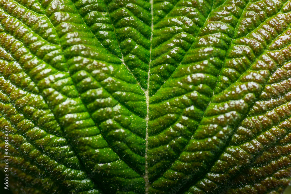 green leaf in the sun macro view