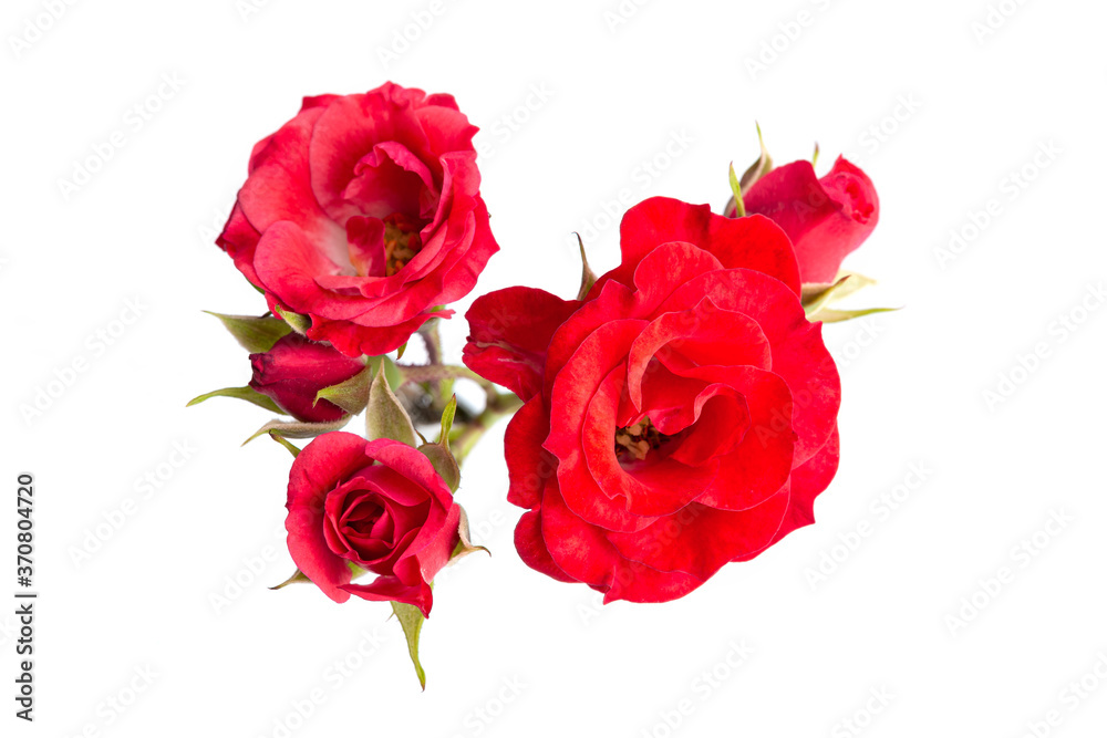 Branch of Red small Rose isolated on white background Branch of Red small Rose isolated on white background
