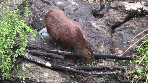 Spectacular wildlife scene above one wild large brown furry capibara, giant cavy rodent, walking and eating green vegetation on wet rocky grasslands on sunny day, Argentina, handheld portrait photo