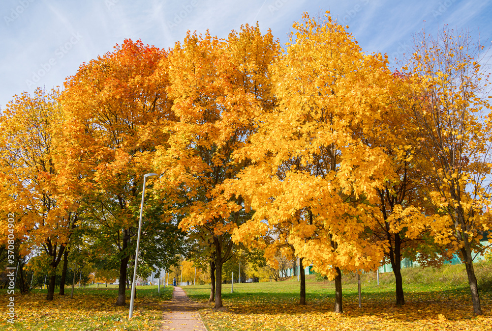 Colorful trees and walkway in autumn, Central Chertanovo, Moscow, Russia Colorful trees and walkway in autumn, Central Chertanovo, Moscow, Russia
