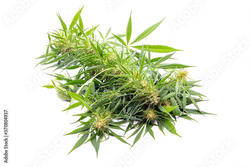 Cannabis-Pflanze, Krone mit Buds und Blättern, isoliert.