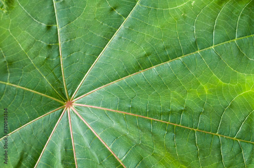 Fresh green leaf with veins close Fresh green leaf with veins close