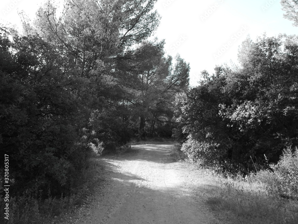 Obraz premium path in the woods