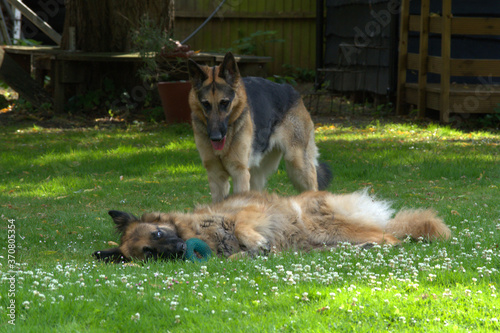 German Shepherd Dogs Play Each Other