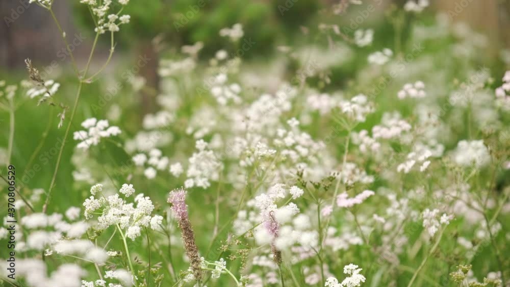 Close-up. Wildflowers near a wooden house Close-up. Wildflowers near a wooden house