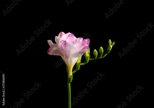 Beautiful tender freesia flower on black background