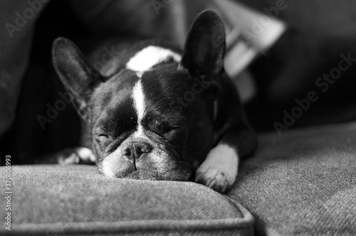 french bulldog puppy