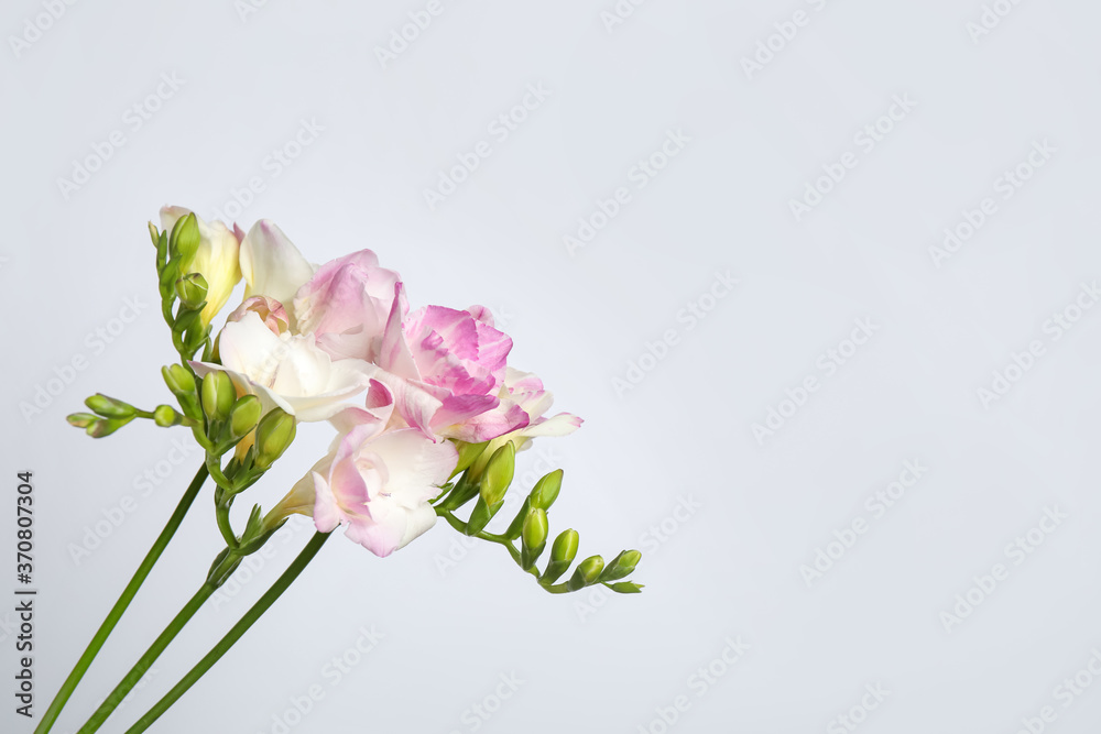 Beautiful blooming pink freesias on light background. Space for text Beautiful blooming pink freesias on light background. Space for text
