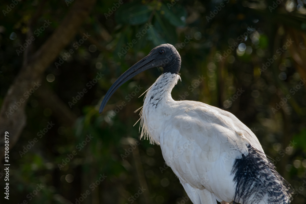 Fototapeta premium Australian White ibis ave photography and green background