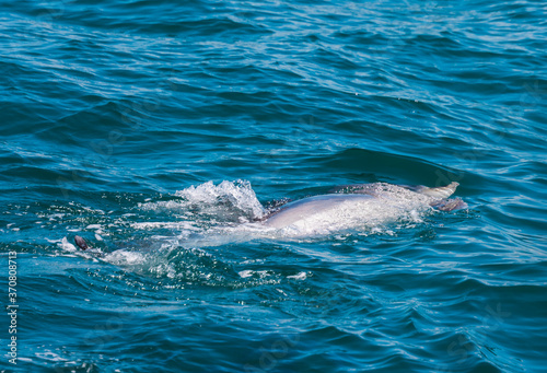 Dolphin in Bay of Islands, New Zealand © amelie