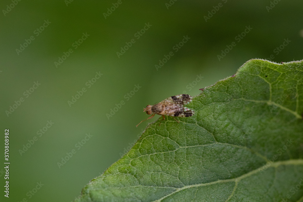 The fruit fly Tephritidae on the grass at summer The fruit fly Tephritidae on the grass at summer