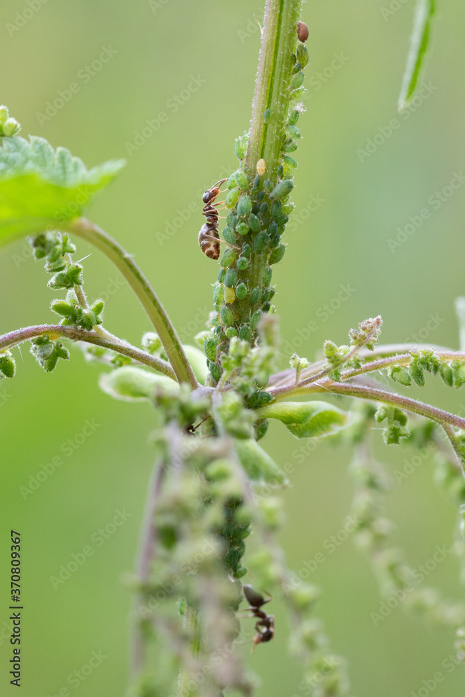 The symbiotic relationship of ants and Aphids The symbiotic relationship of ants and Aphids