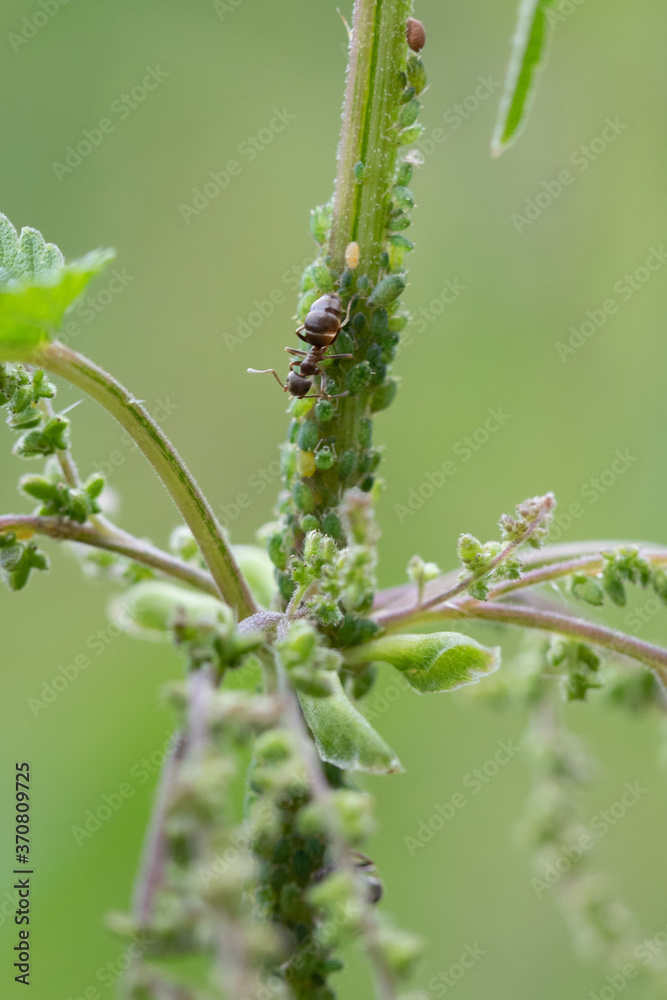 The symbiotic relationship of ants and Aphids The symbiotic relationship of ants and Aphids