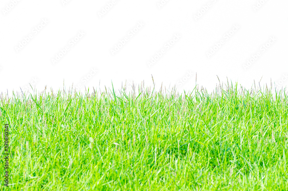 Background And Texture Of Side View Kerean Lawn Grass Or Japanese Lawn   1000 F 370810341 CvFsNa1RGRrVd352Sdsw894x1VnyeED6 