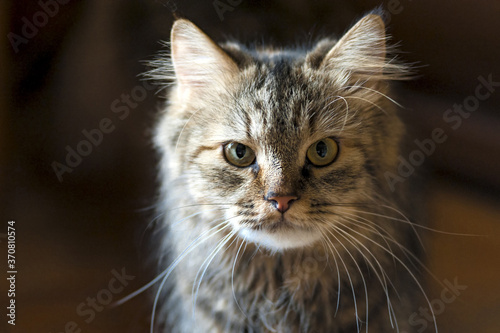 Portrait of female Maine Coon cat marble tabby