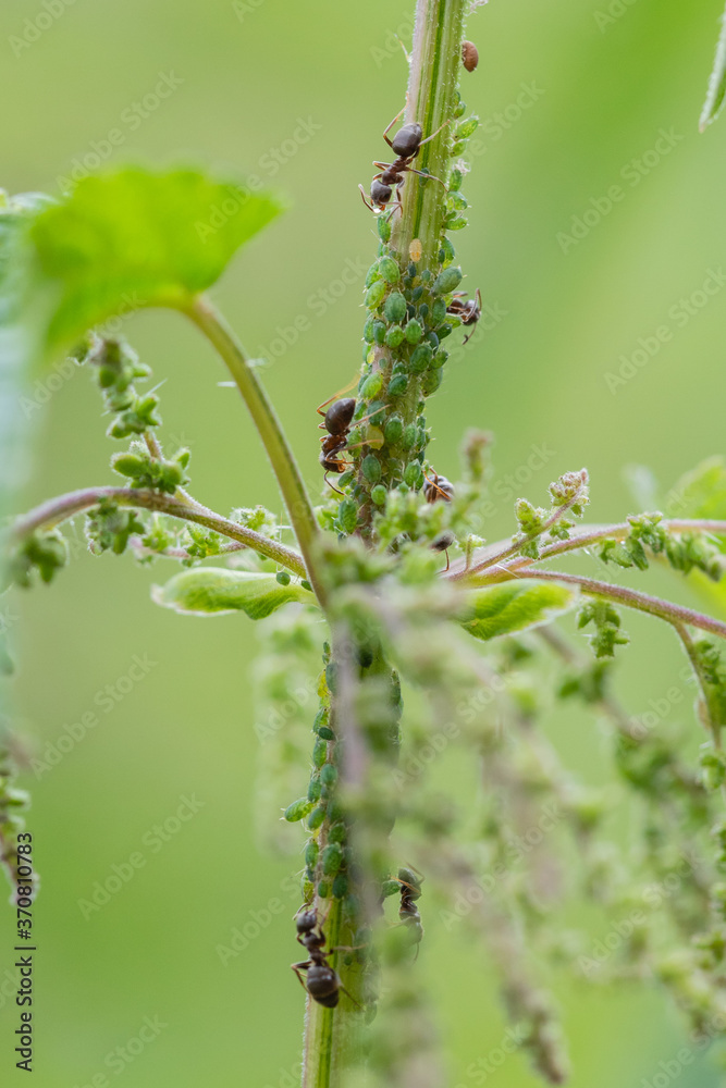 Obraz premium The symbiotic relationship of ants and Aphids