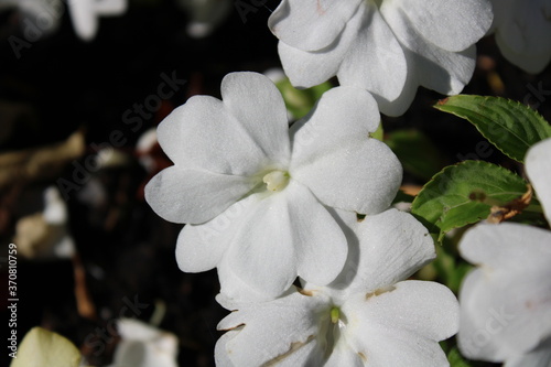 white flowers