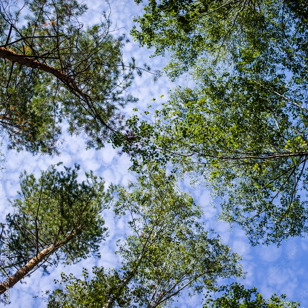 Green branches of trees above against the sky Green branches of trees above against the sky