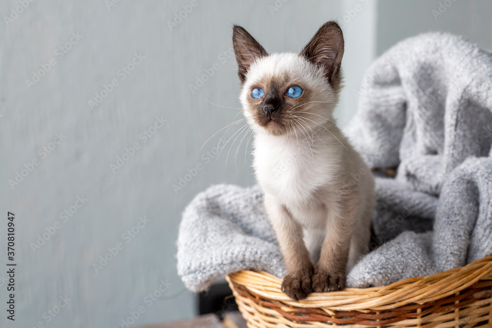 Siamese kitten