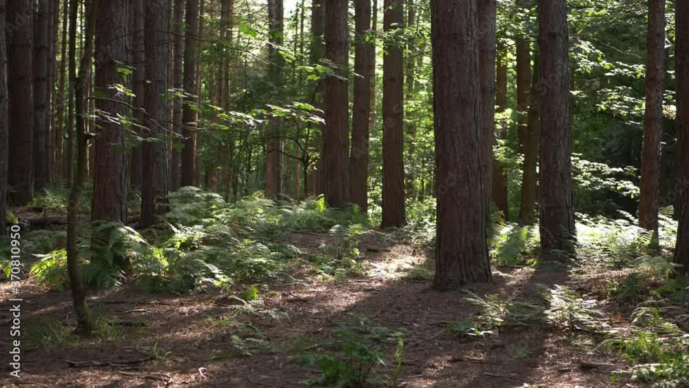 Bracken growing in English pine forest wide tilting shot Bracken growing in English pine forest wide tilting shot