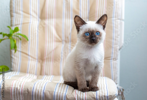 Siamese kitten