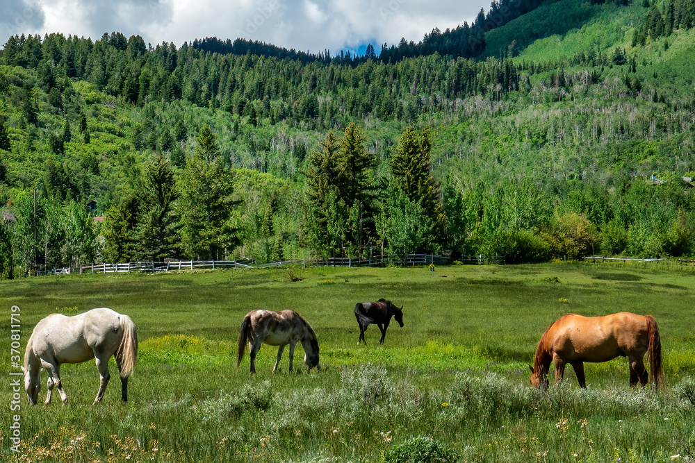 Meadow with horses Meadow with horses