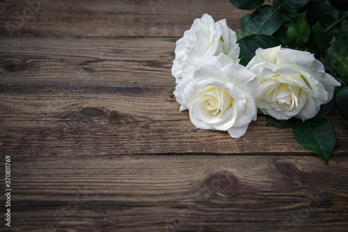 White roses on a wooden background  copy space
