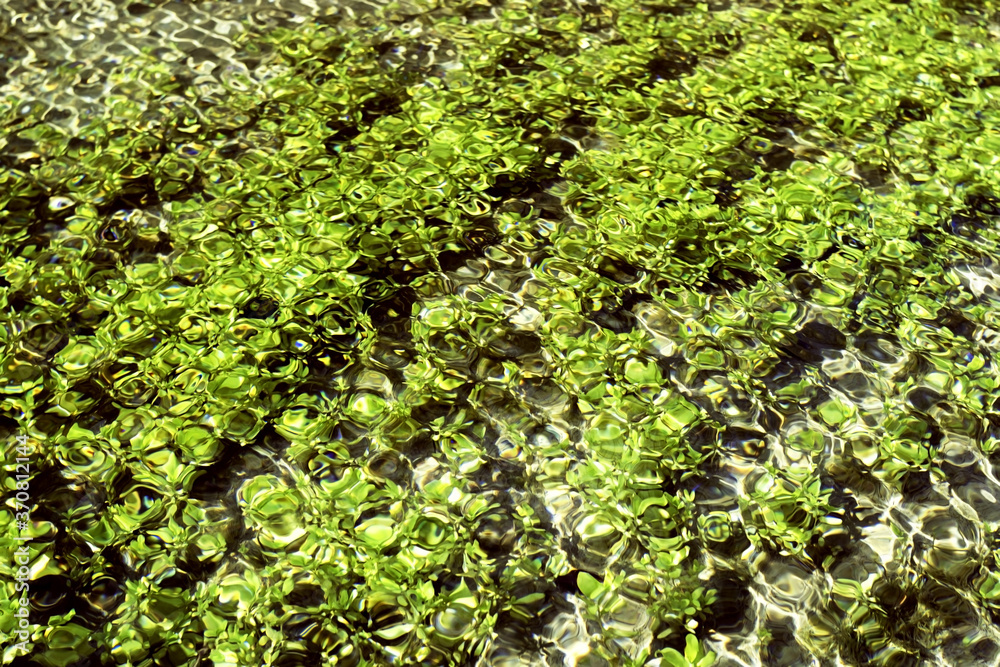 Light reflections on the water surface, smooth green background with circular patterns. Perfect background image. Algae and stones on the seabed