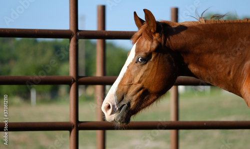 Sarcastic smirk on face of chestnut quarter horse.