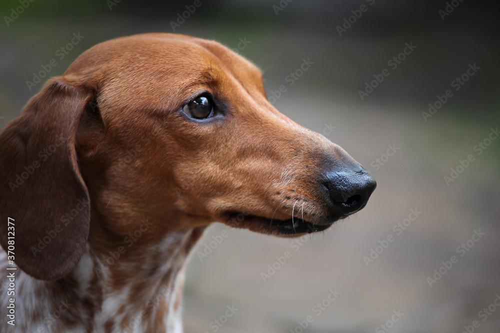 image of dachshund dog portrait 