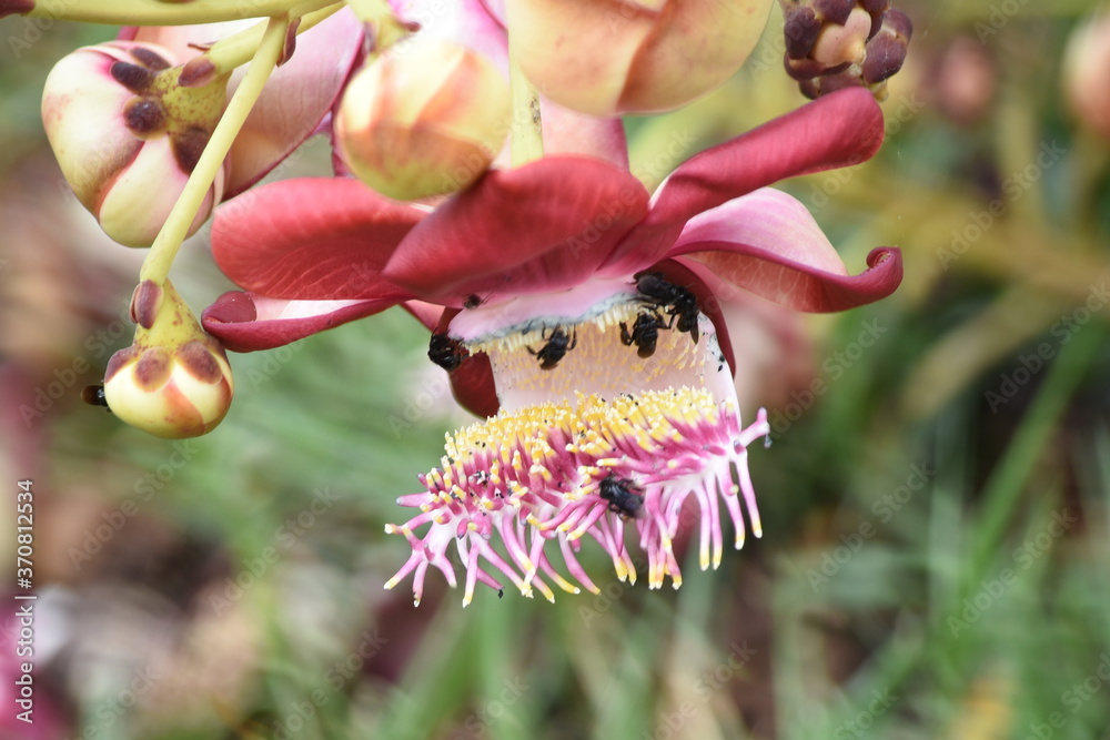 Obraz premium Flor, Polinização, abelhas 