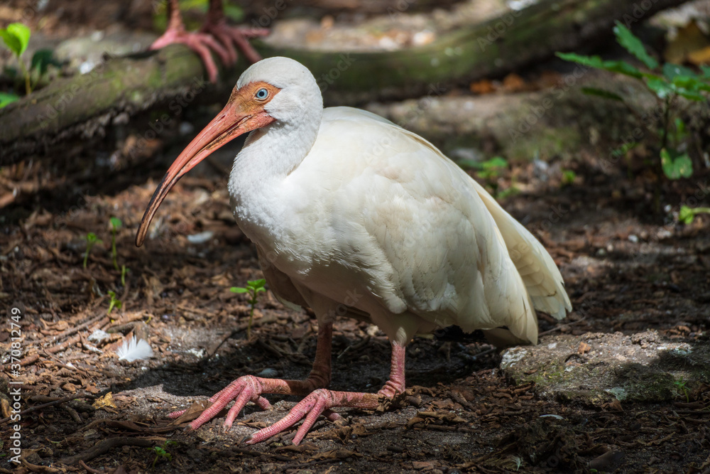 American white ibis (Eudocimus albus) sitting on ground - Davie, Florida, USA