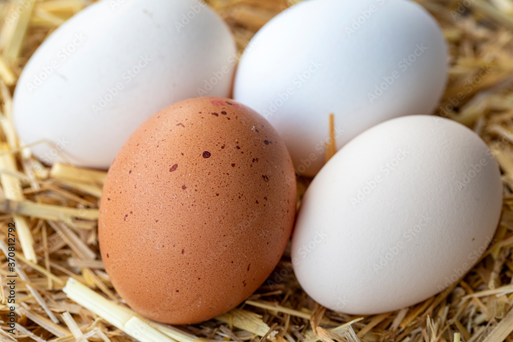 Eggs, Chicken Egg on Straw