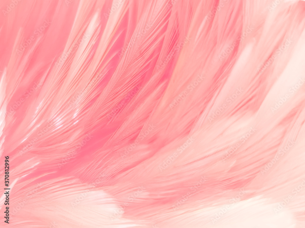 Beautiful abstract white and pink feathers on white background and soft white feather texture on pink pattern and pink background, feather background, pink banners Beautiful abstract white and pink feathers on white background and soft white feather texture on pink pattern and pink background, feather background, pink banners