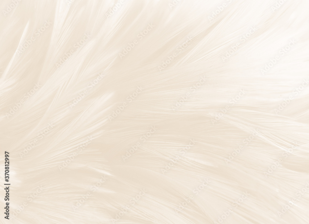Beautiful abstract gray and white feathers on white background, soft brown feather texture on white pattern background, yellow feather background Beautiful abstract gray and white feathers on white background, soft brown feather texture on white pattern background, yellow feather background