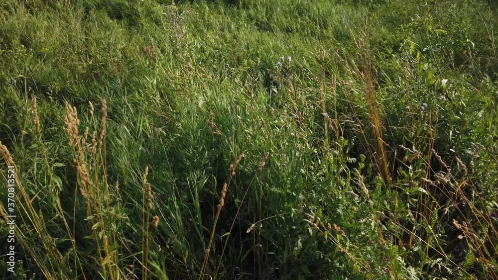 Green grass swaying in the field from the wind Green grass swaying in the field from the wind