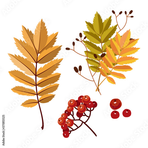 Rowan leaves and berries. Vector illustration isolated on white background.