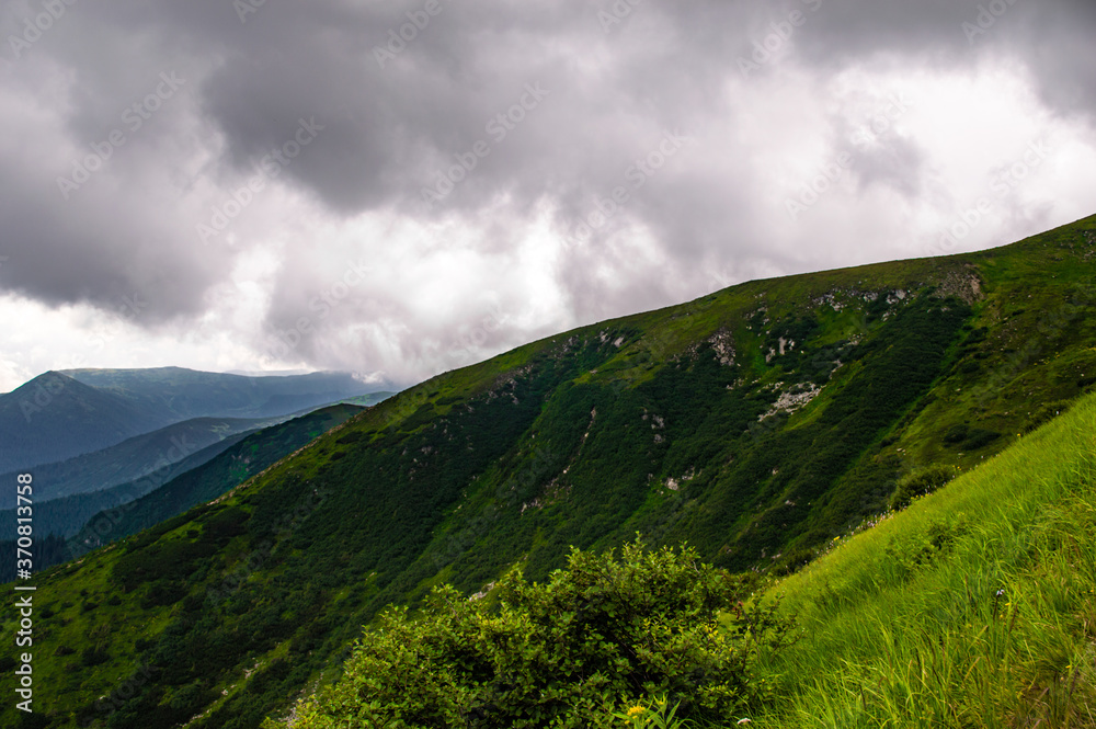 Obraz premium Carpathian Mountains. Panorama of green hills in summer mountain
