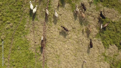 aerial drone view of cattle moving away in the tropical rainforest photo