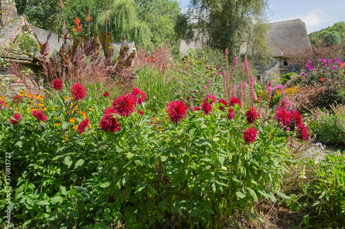 Foto Cactus dahlia, matilda hudson , a beautiful red flower dahlia