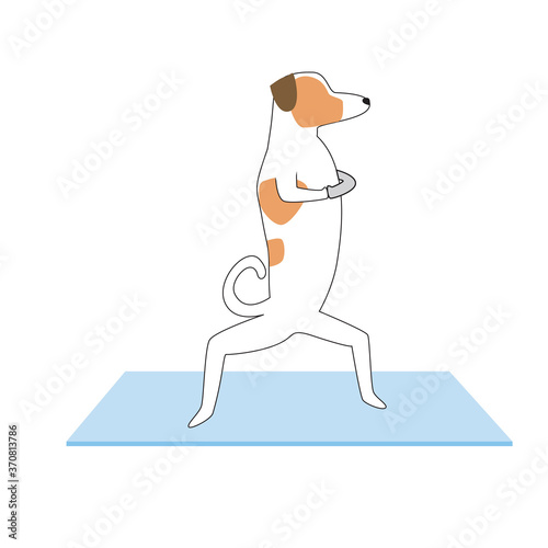 Jack russell terrier character or dog doing yoga isolated on white background, outline and flat vector stock illustration as concept of asana, yoga, leg stretches