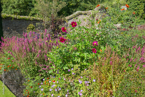 Photos cactus dahlia matilda hudson abloom in the cottage garden