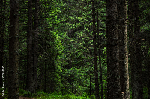 Carpathian nature. Forest on green hills in summer mountains