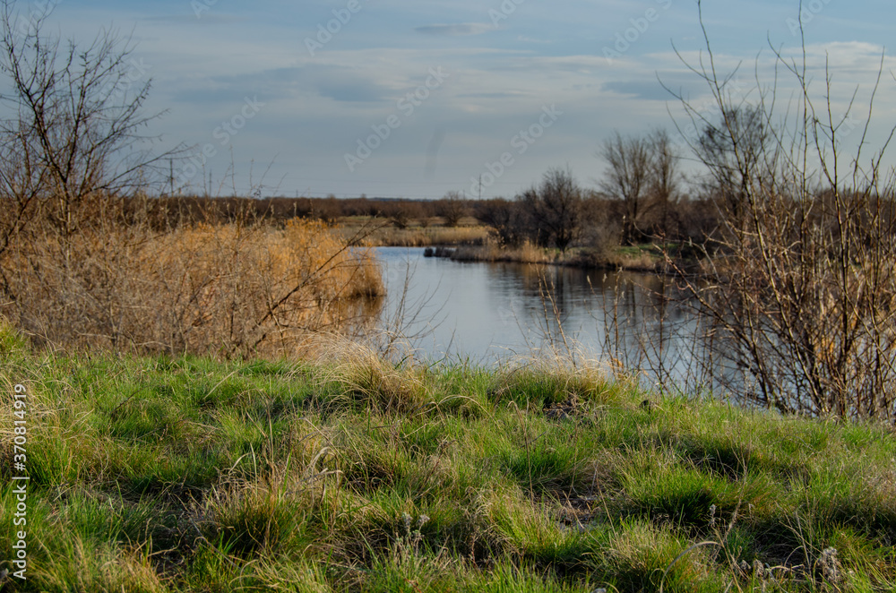 reeds on the bank of lake reeds on the bank of lake